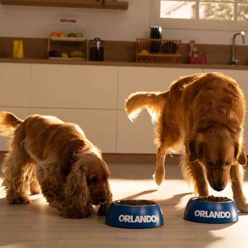 Lidl y Cayetana Guillén-Cuervo te invitan a conocer la innovadora y reformulada gama de alimentación para mascotas de la marca, desarrollada por veterinarios