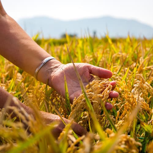 El I Encuentro Internacional del Arroz reúne en Amposta a los principales actores del sector para definir su futuro