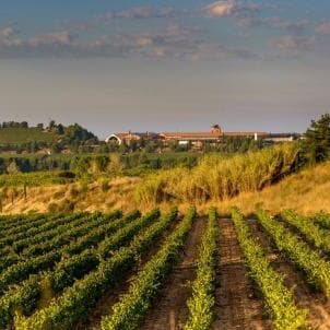 EDA Drinks & Wine Campus organiza un nuevo programa formativo, ‘Gotas de Aprendizaje’, en el Penedés de la mano de Juvé & Camps