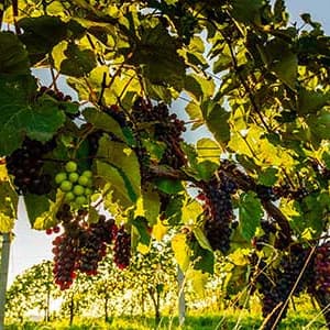 Economía circular en Agricultura: Presentación del Proyecto ACE-EX