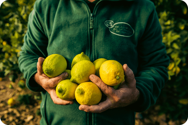 Limonar de Santomera aumenta su producción un 55% y alcanza una cifra de negocio de 58 millones de euros en la campaña 2023-24