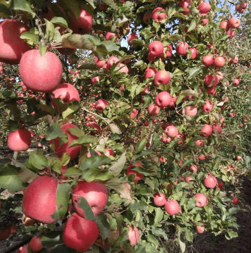Pink Lady® estima una cosecha récord y de extraordinaria calidad en España