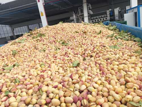 Fertiberia y Grupo IberoPistacho se alían para impulsar la sostenibilidad en el cultivo del pistacho