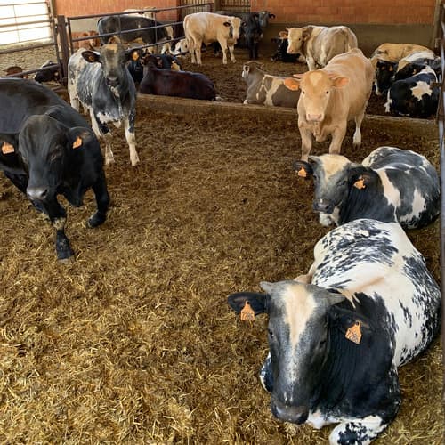 El IRTA impulsa dos iniciativas pioneras para reducir las emisiones de metano en la producción de carne de ternera