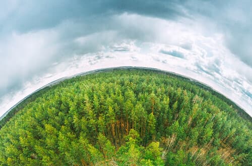 Grundig neutraliza 1,4 toneladas de CO2 al año con la plantación de un bosque en Soria