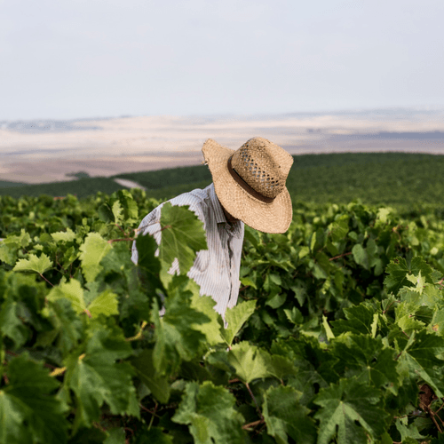 Prácticas sostenibles: así le planta cara al cambio climático el Marco de Jerez