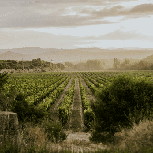 Bodegas Solar de Samaniego llega al canal HORECA