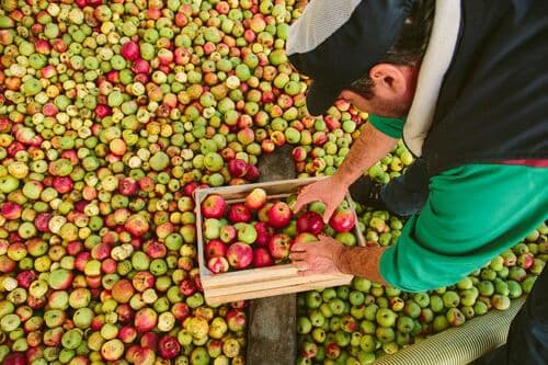 La apuesta por la manzana ecológica y el apoyo a los cultivadores locales, señas de identidad de las sidras Maeloc
