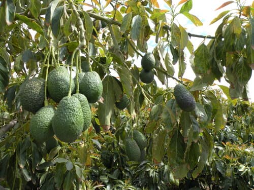 Montosa inicia la temporada de aguacate malagueño con buenas previsiones