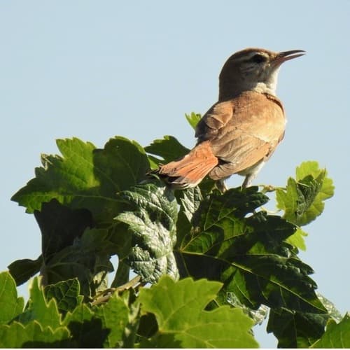 González Byass impulsa la biodiversidad en Cádiz con su proyecto 'VIDas'