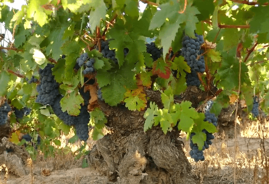 La D.O. Ribera del Duero inicia un estudio sobre variedades de uva para mantener la calidad y enfrentarse a los retos del futuro