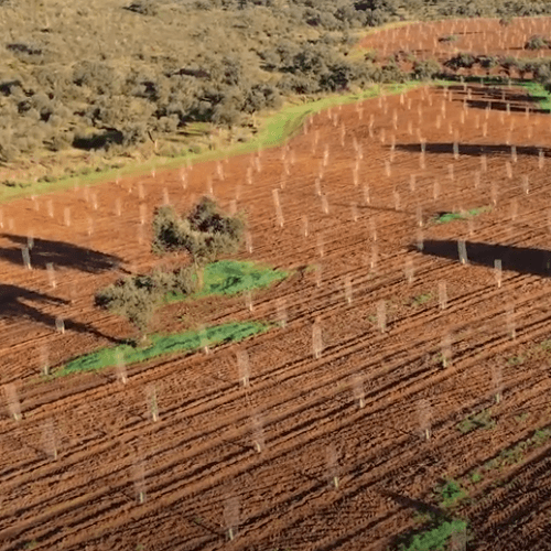 Aljomar planta 4.000 nuevas encinas y alcornoques en su finca para garantizar el futuro de la dehesa e impulsar su reforestación