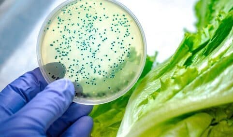 La microbiota de los alimentos, un hallazgo clave para la salud y la seguridad alimentaria