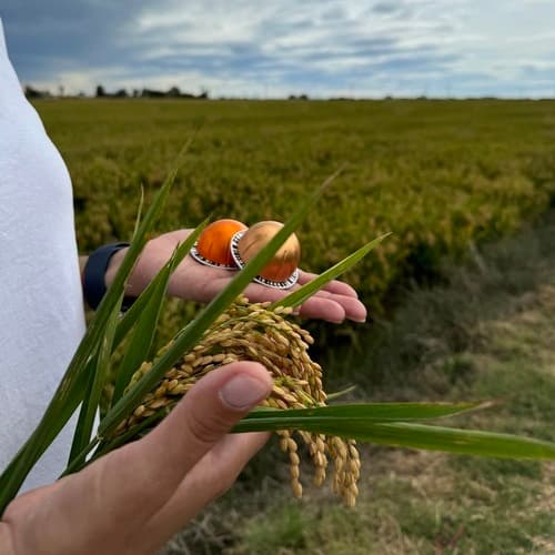 Nespresso dona más de 200 toneladas de arroz a los bancos de alimentos a través del reciclaje de sus cápsulas