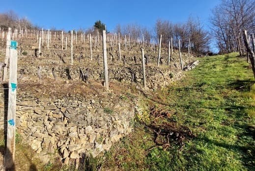 Ángel de Viñas acoge un viñedo viejo en la D.O. Cangas