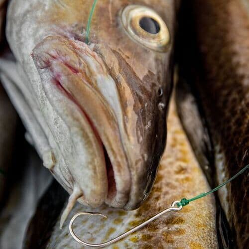 El bacalao certificado con Sello Azul de MSC, protagonista de la Cuaresma y una de las especies de pescado blanco más consumidas en España