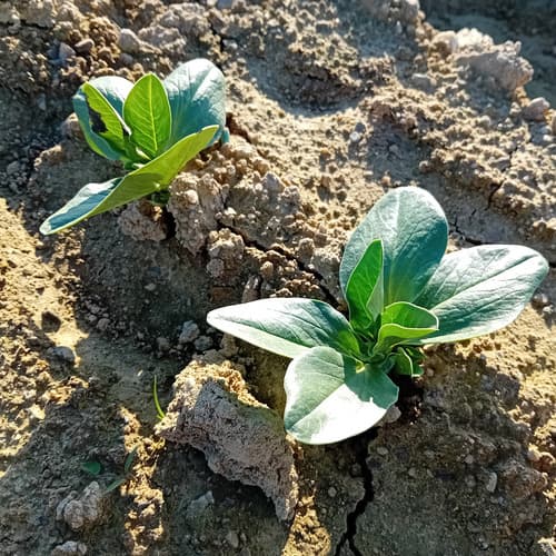El IRTA colabora en el impulso del cultivo de habas para producir proteína vegetal local en Cataluña con el proyecto Favaprot