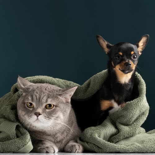 Conoce las 7 claves de la salud del pelo de tu mascota