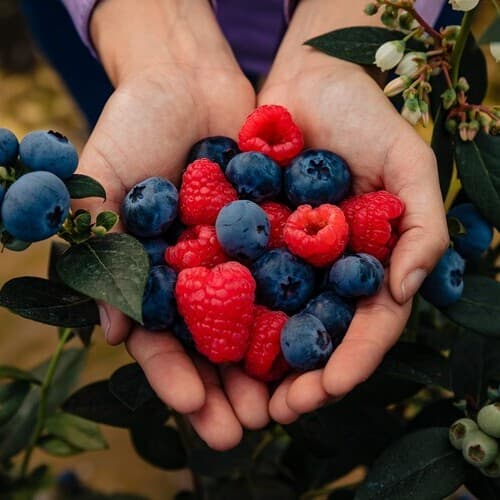 Hortifrut consigue la Certificación B Corp a nivel mundial