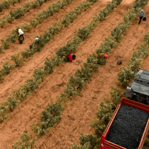 Grupo Barón de Ley, líder de la D.O.Ca Rioja, aterriza en la D.O. Ribera del Duero