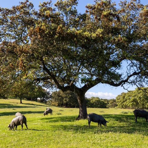 La Dehesa de Extremadura, un paraje natural único sinónimo de sabor y calidad