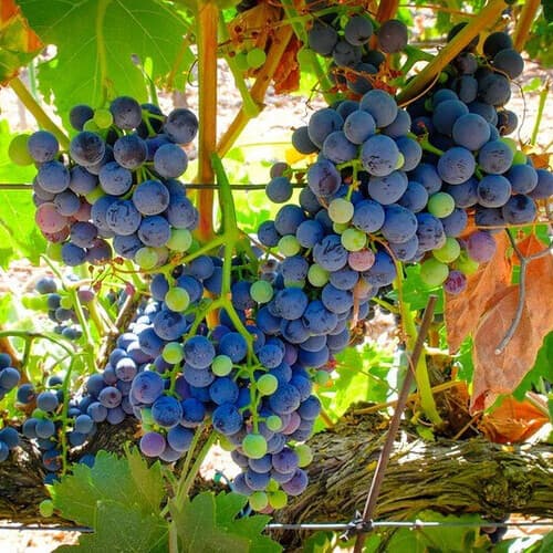 El Consejo Regulador de la D.O. Ribera del Duero regresa con la segunda edición del Concurso de Fotografía: “¿Qué te inspira la Ribera del Duero?”