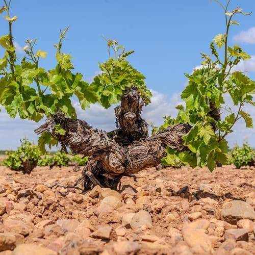 Bodegas Verum es reconocida por jancisrobinson.com como referente de los vinos de calidad en Castilla-La Mancha