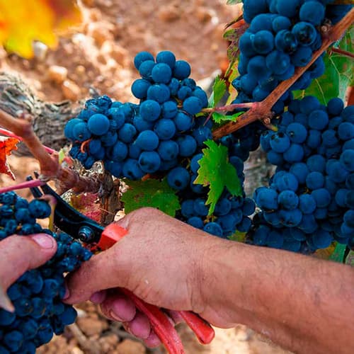 Ribera del Duero actualiza su normativa sobre llevanza de los registros que afectarán a la vendimia de 2025