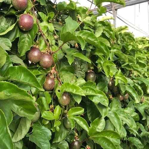 Tras el éxito del aguacate, ¿hay oportunidad para una nueva generación de frutas tropicales?