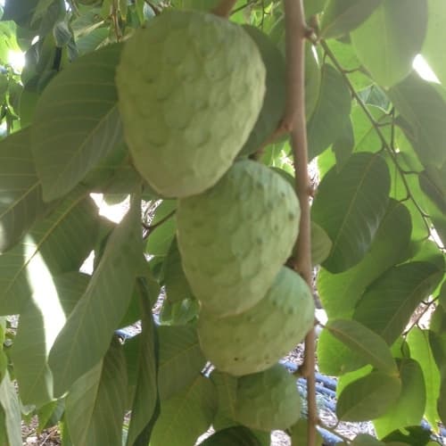 Las frutas exóticas que llegan: grandes perspectivas de mercado aunque con exigencias previas que atender
