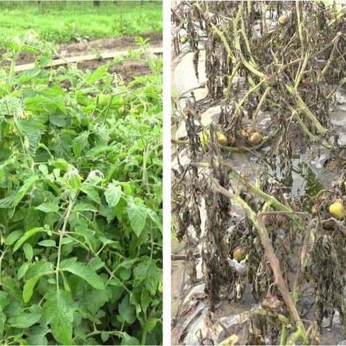 Nuevas herramientas para un sector clave: Corteva introduce una solución para mejorar la protección de la patata y el tomate