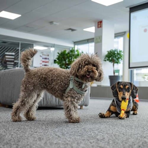 Casi la mitad de los españoles con mascota reconoce que convivir con ellas en el trabajo disminuye el estrés