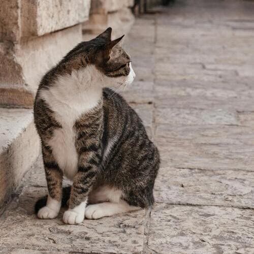 En 2024 se recogieron más de 292.000 perros y gatos, la cifra más alta de los últimos 5 años
