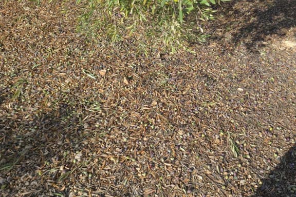 Agroseguro abona 36 millones de euros por daños en cultivos agrícolas y cabañas ganaderas