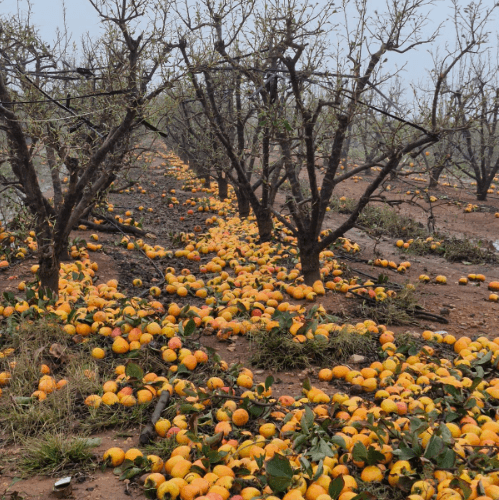 Agroseguro recuerda que los daños provocados por la DANA están cubiertos por el sistema de seguros agrarios