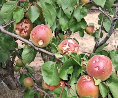 Agroseguro recibe 80.000 hectáreas agrícolas siniestradas por pedrisco en los primeros días de mayo