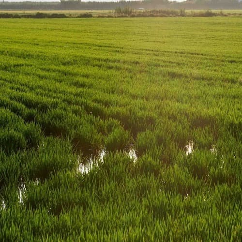 El 15 de junio termina el plazo para asegurar la cosecha de cereales de invierno frente al pedrisco