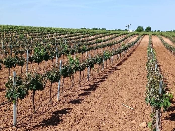 Las indemnizaciones del seguro agrario para los agricultores y ganaderos de Murcia ascienden a 73,2 millones de euros en 2024