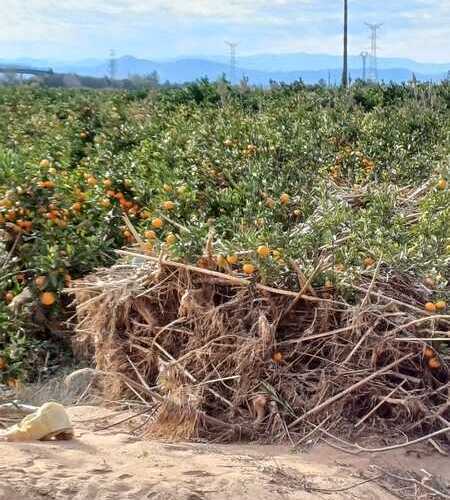 Agroseguro abona otros 10,2 millones de euros por los daños de la DANA en cultivos agrícolas