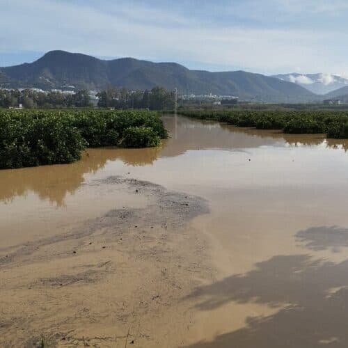 La siniestralidad del seguro agrario en 2024 asciende a 712 millones de euros