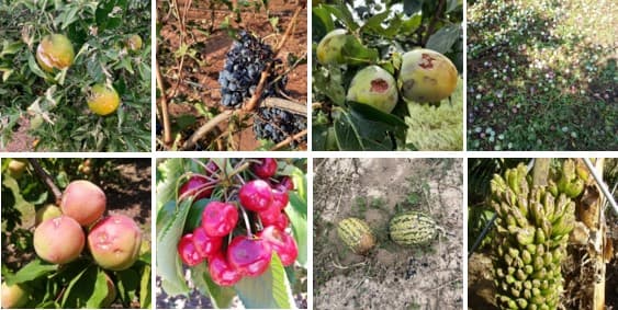 Las tormentas de pedrisco provocaron siniestros en casi 600.000 hectáreas agrícolas aseguradas durante el año 2023