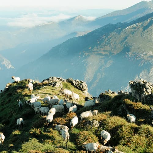 Alimerka comercializa en exclusiva 1.100 lechazos procedentes de las mejores ganaderías de los Picos de Europa
