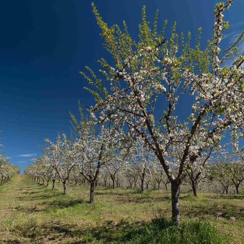 La almendra europea: el producto sostenible que combate la erosión en las lluvias torrenciales y ahorra agua en la sequía