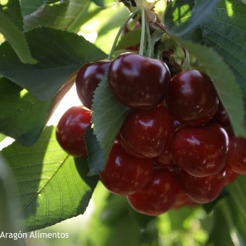Aragón, tierra de fruta de hueso: calidad, tradición y sabor en cada bocado
