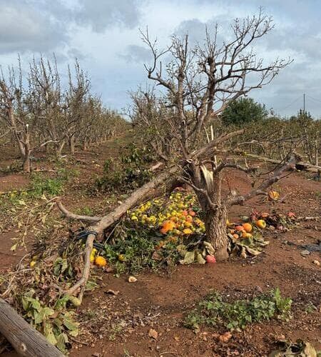 Peritos agrícolas y veterinarios evalúan ya los daños provocados por la DANA en cultivos y cabañas ganaderas