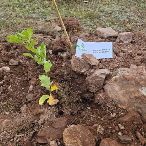 Galletas Gullón colabora en el 1200 aniversario de Brañosera con la plantación de 191 árboles, uno por cada municipio de Palencia
