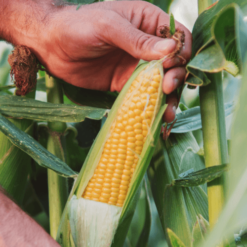 Monitorización inteligente del maíz: la producción y la eficiencia en el campo aumentan gracias a la digitalización