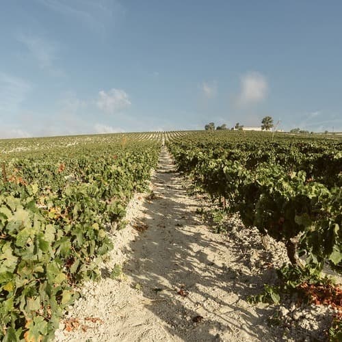 La nueva vendimia llega al Marco de Jerez con algo de retraso y con un grado importante de afectación del mildiu