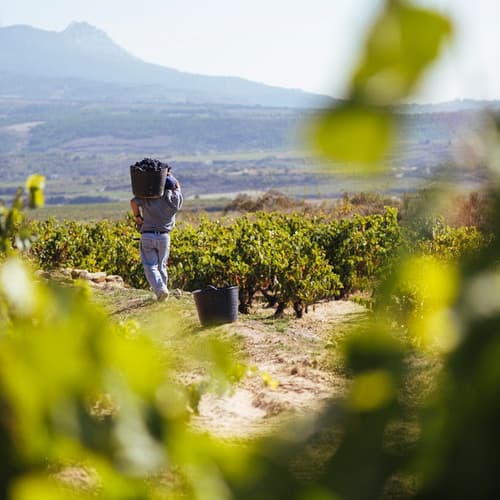 Rioja califica como "Buena" su cosecha 2024