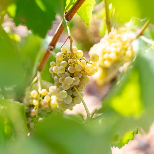 Los vinos blancos pisan fuerte (y no es una moda pasajera)